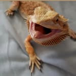 Tawanda Moore - @quetees_critters - Instagram