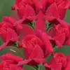 Taweel Khan - @user17516442121907 - TikTok