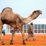 Tawfiq Saleh - @tawfiq1038 - Instagram