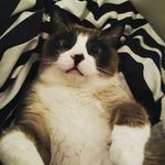 Tawny M Green - @greentasticwraps - Instagram