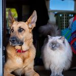 Taylor Abrahamson - @honey.gsd.spunks.ragdoll - Instagram