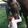 Horse lover🐴 - @taylor.chicksauer - TikTok