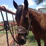 Taylor Baize🐴🐎😎🙏🙏🎀🐒 - @tjbaize - Instagram