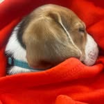 Buddy Taylor™ - @buddytaylorthebeagle - Instagram