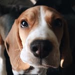 Нi! My name is Taylor - @beagle_taylor - Instagram