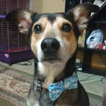 Nathan Taylor-William Beagle - @the.wolfday - Instagram