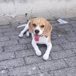 Taylor 🌸 - @taylorthe_beagle - Instagram