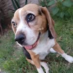 Taylor Beagle - @taylor.the.beagle - Instagram