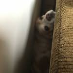 Taylor Beagle - @taylorbeagleofficial - Instagram