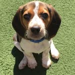 Taylor Gilligan Knight - @taylor_thebeagle - Instagram