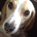 Taylor Swift The Beagle - @taylorswiftthebeagle - Instagram