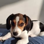 Taylor - @taylor_a_beagle - Instagram