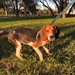 Taylor🐶♥️ - @taylor_beagle.01 - Instagram