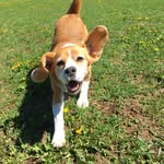 Taylor the Beagle - @taylorthebeagle_ - Instagram