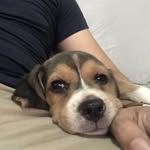 Taylor The Beagle - @taytaysweeps - Instagram