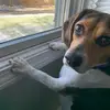 Taylor The Beagle - @shpaxton74 - TikTok