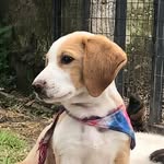 Taylor the Beagle - @taylor_uio - Instagram