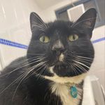 Boots Taylor - @bootstaylorteenagecat - Instagram