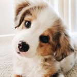 Taylor Brinson - @doglover5725 - Instagram