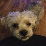Taylor- Thxs Burbank Shelter - @puppy_party_starter - Instagram