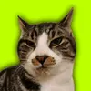 im a cat man - @taylorburrowsbois8 - TikTok