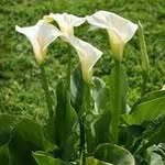 Taylor Callaway - @taylorcallalily - Instagram