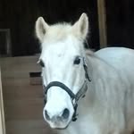 Taylor Carrington is my owner - @frostythepony_1995 - Instagram