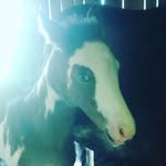 taylor carrington is my owner - @splashthepaint2016 - Instagram