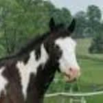 taylor carrington is my owner - @black_jack_2003 - Instagram