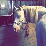 Taylor & Casper - @_hayitstay__ - Instagram