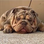 Taylor Casper - @taylor_casper_dog_treat - Instagram