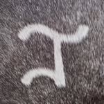 Taylor Cattle Company - @taylor.cattle.co - Instagram