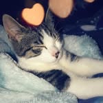 Bruce - @taylorcollier201 - Instagram