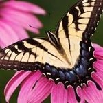 Angela Taylor Crowell - @yaywhosister1 - Instagram