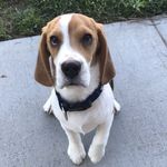 Opie Taylor Dodds - @beltline_beagle - Instagram