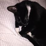 Miss Bluebell Taylor Dowse - @missbluebellkittycat - Instagram