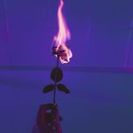 Taylor Dunham - @tails.0727 - Instagram