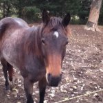 Taylor Ewing - @moodymare13 - Instagram