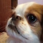 Taylor Gaffney - @puppylover861 - Instagram