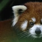 Taylor German - @red_panda_2025_1104 - Instagram