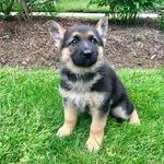 Taylor! German Shepard - @taylorthefriendlydoge - Instagram