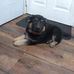 Taylor German Shepherd's Take 2 - Facebook