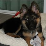 Taylor “GIRL”💋 - @taylor_german_shepherd - Instagram