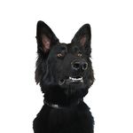 Taylor🐶 GSD - @taylor.german.shepherd - Instagram