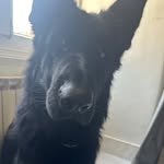 Taylor.Armin - @taylor_germanshepherd - Instagram