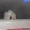 Taylor Hadden - @taylor.hadden4 - TikTok