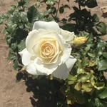 Taylorhalterman - @aloha736 - Instagram