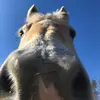 taylorhawkfarm_official - @taylorhawkfarm_official - TikTok