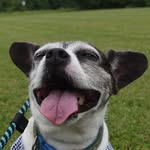 Taylor Hinton - @taytay_the_batgirl_dog - Instagram