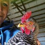 Taylor Horst - @horsts_homegrown_poultry - Instagram